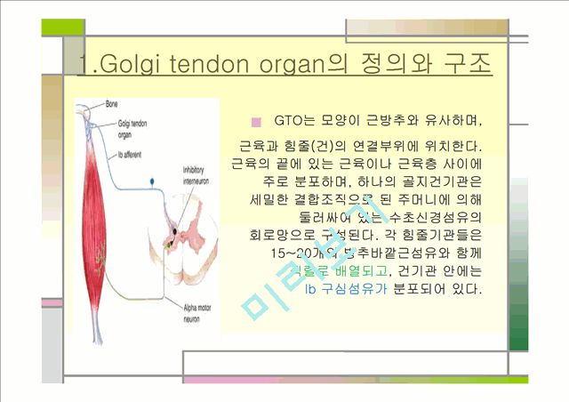 [의학,약학][운동치료학] 골지건과 근방추[Muscle spindle,  Golgi tendon organ]   (8 )